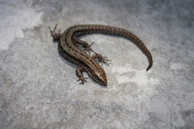 Zootoca vivipara : Mt. Čvrsnica